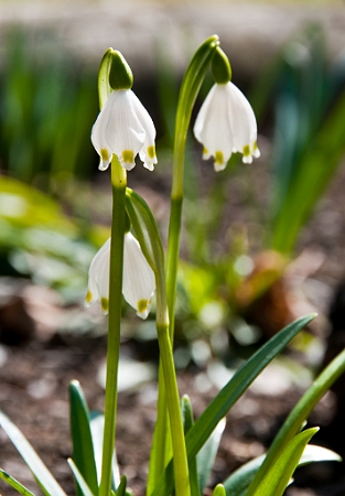 Leucojum vernum